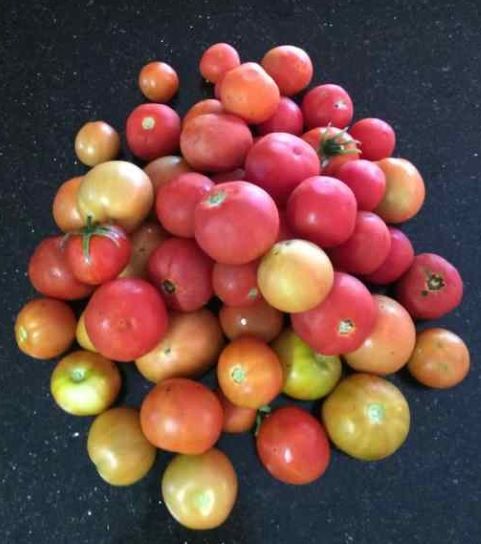 adrian tomato crop